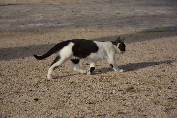 Kot Bawi Się Parku — Zdjęcie stockowe