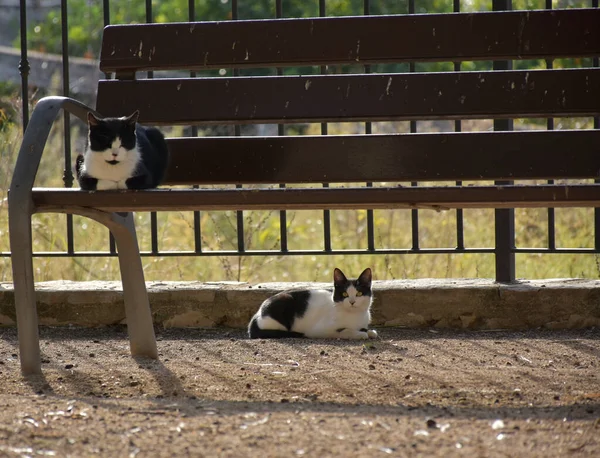 공원에 고양이 — 스톡 사진