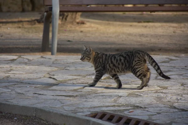 แมวน งอย บนถนนของบ — ภาพถ่ายสต็อก