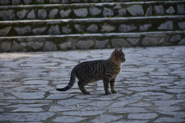 街上的一只猫 — 图库照片