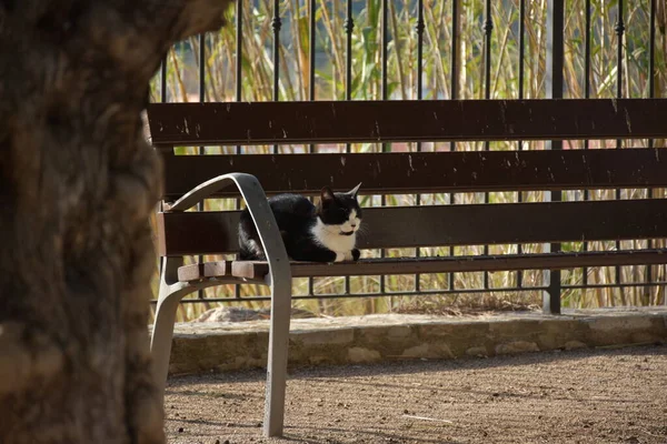 公园里的猫 — 图库照片