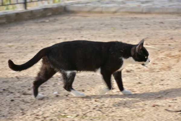 Siyah Beyaz Kedi — Stok fotoğraf