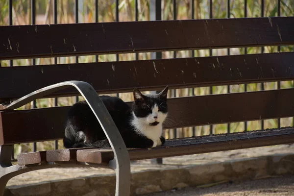 Gatto Seduto Sulla Panchina Guardare Sole — Foto Stock