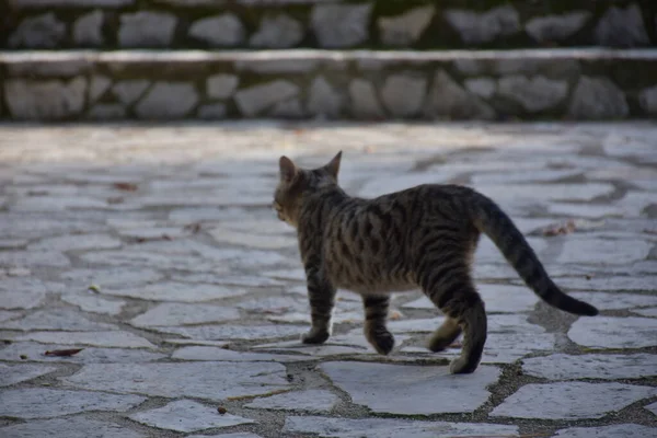 街上的猫 — 图库照片