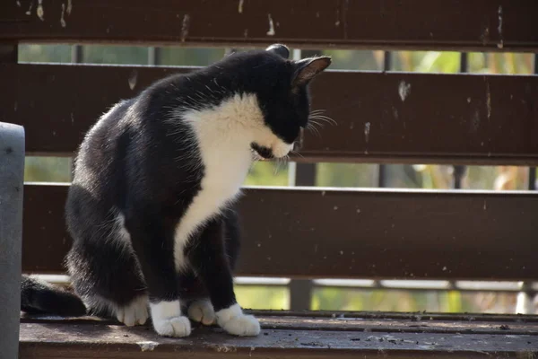 ปภาพของล กแมวขนน กบนถนน — ภาพถ่ายสต็อก