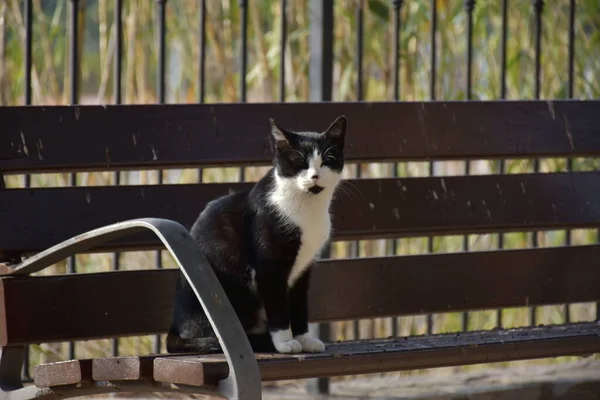 Gatto Seduto Sulla Panchina — Foto Stock