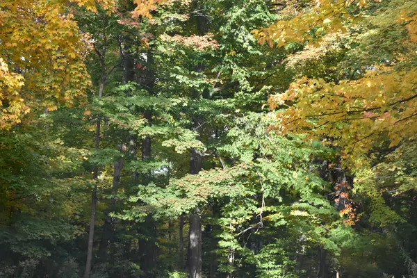 숲 속의 가을 잎 로열티 프리 스톡 사진