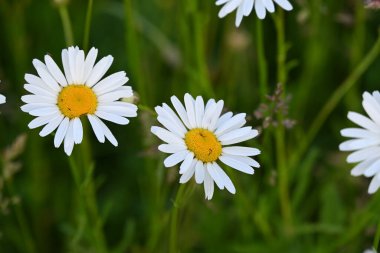 Yeşil çimlerde papatyalar