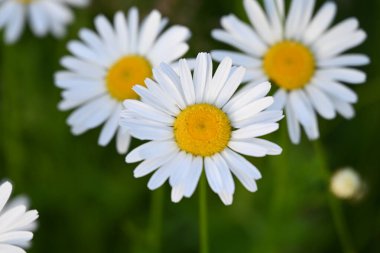 Yeşil çimlerde papatyalar