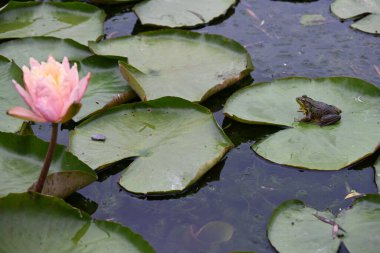 Kurbağa ve nilüfer çiçeği suyun üstünde.