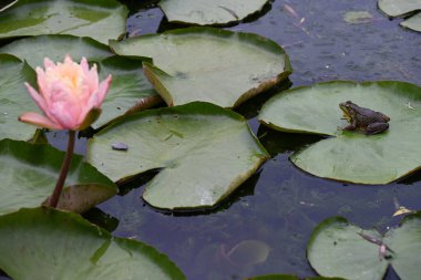 Kurbağa ve nilüfer çiçeği suyun üstünde.