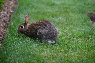 Çalılıklardaki gri tavşan.,