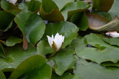 Kurbağa ve nilüfer çiçeği suyun üstünde.