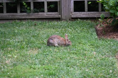 Çalılıklardaki gri tavşan.,