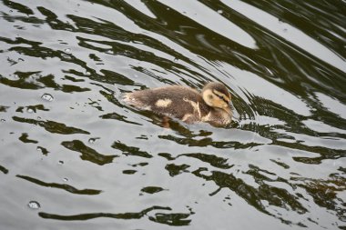 Ördek ve ördek yavruları suda.