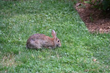 Çalılıklardaki gri tavşan.,