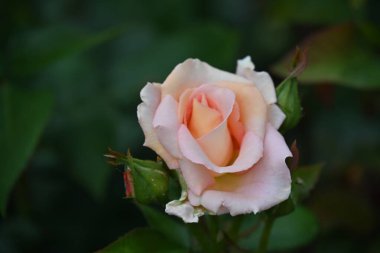 Parkta güzel güller ve çiçekler