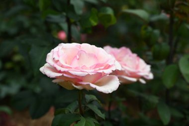 Parkta güzel güller ve çiçekler