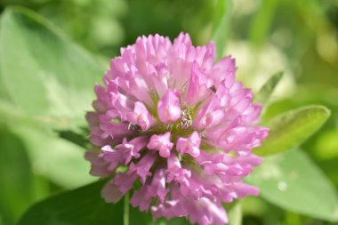 Bahçede yetişen güzel çiçekler, yaz güneşli gün çiçekleri yeşil bir çayırda.,