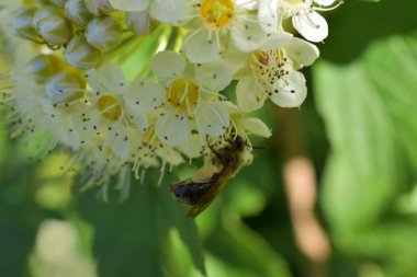 Çiçekteki arılar çiçek açan ağaçtaki beyaz çiçekler.,