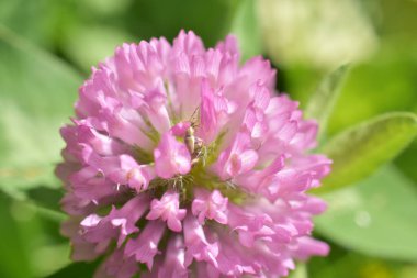Bahçedeki pembe çiçekler yonca çiçekleri yeşil bir çayırda,