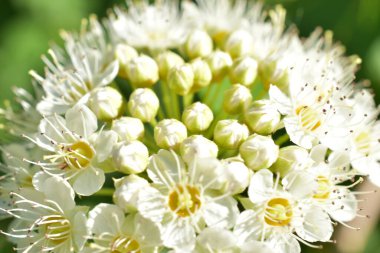 Çiçekli ağaç üzerinde beyaz çiçekler,