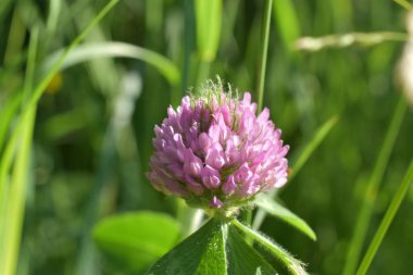 Yeşil çayırdaki yonca çiçekleri,