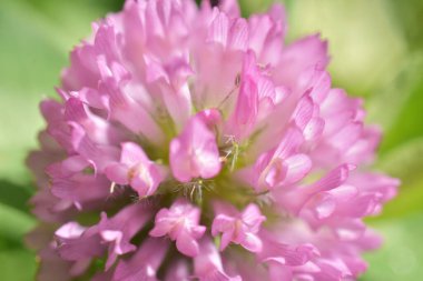Yeşil çayırdaki yonca çiçekleri,