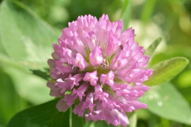 Yeşil çayırdaki yonca çiçekleri,