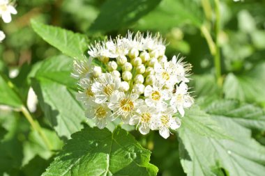 Çiçekli ağaç üzerinde beyaz çiçekler,