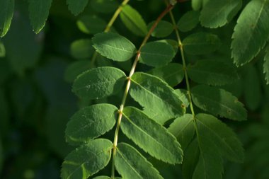 Güzel manzara ve yeşil yapraklar,