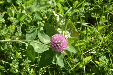 Yeşil çayırdaki yonca çiçekleri,