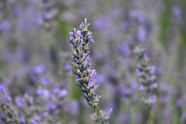 Lavanta tarlasında lavanta çiçekleri,