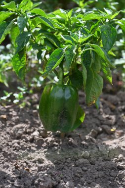 Bahçede yeşil ve kırmızı biberler,