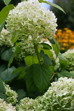 Çiçek tarhında sarı ve yeşil çiçekler,