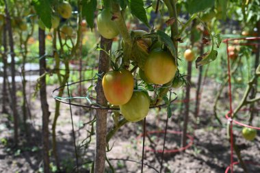 Bahçede yeşil ve kırmızı domates,