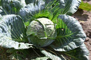 Bahçede yeşil lahana,