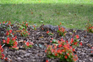 Manzaranın arka planında bir sincap,
