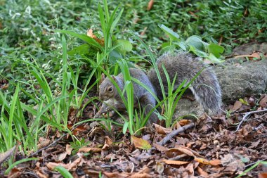 Manzaranın arka planında bir sincap,