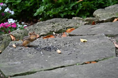 chipmunk on the background of the landscape, clipart