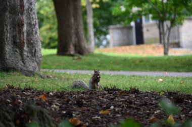 Manzaranın arka planında bir sincap,