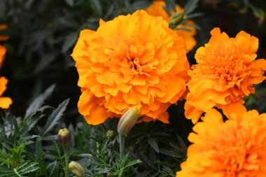 Manzaranın arka planında güzel çiçekler,