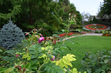 Manzaranın arka planında güzel çiçekler,