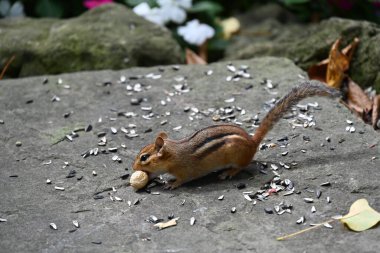 chipmunk on the background of the landscape, clipart