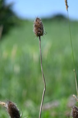 dried flowers thorns in the field, clipart