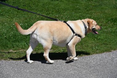 Köpek parkta yürüyor.