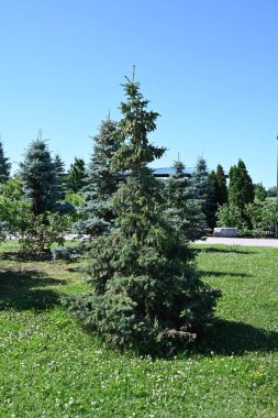 parktaki ve manzaradaki çardak,