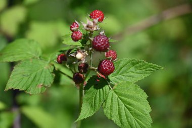Çalının üzerinde olgunlaşan ahududu manzarası