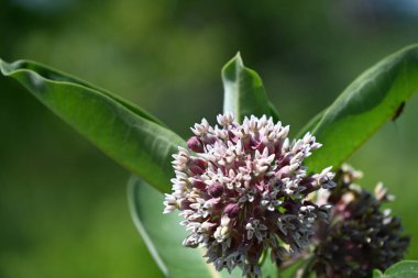 Doğa arka plan üzerinde güzel sarı çiçek,