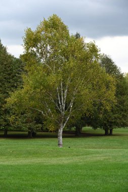 Renkli ağaçlarla dolu sonbahar manzarası